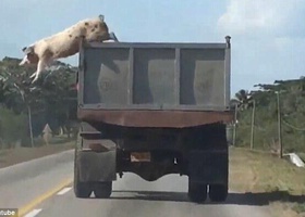 Побег из Шоушенка по-свински: животное выпрыгнуло из движущегося грузовика (видео)